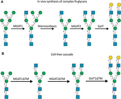 Cell-Free Glycoengineering of the Recombinant SARS-CoV-2 Spike Glycoprotein